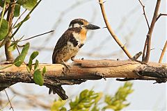 Russet-throated Puffbird